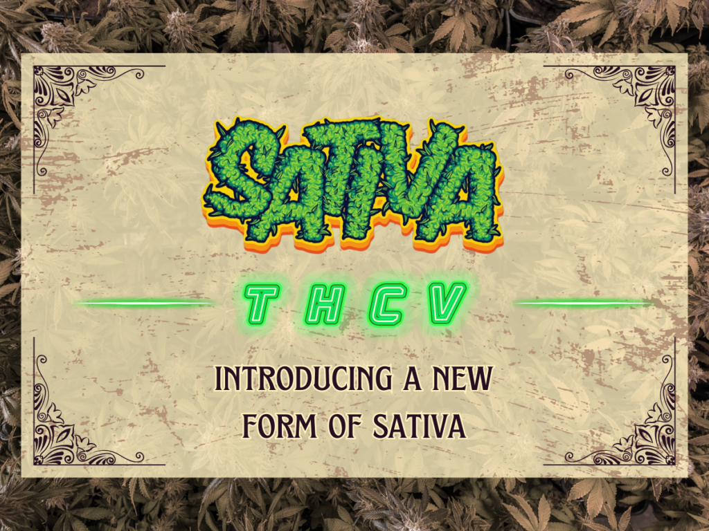thcv a new form of sativa